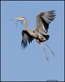 _0SB6691 great blue heron bringing nesting material